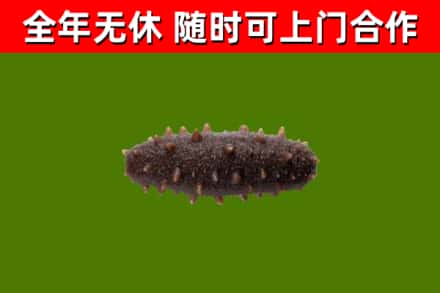 禄丰县烟酒回收干海参.jpg